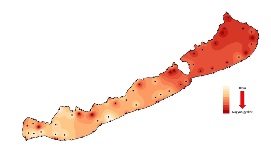 A fekete törpeharcsa előfordulási mintázata a Balatonban a horgászok észlelései alapján. A fekete pöttyökkel jelölt észlelési pontokról közölt előfordulási adatokból készült hőtérképen az erősebben fertőzött területeket sötétebb vörös színnel jelöltük. 
