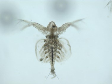 Diaphanosoma bracyurum Liévi (Crustacea, Cladocera) a Balatonból (fotó: ELKH BLKI)
