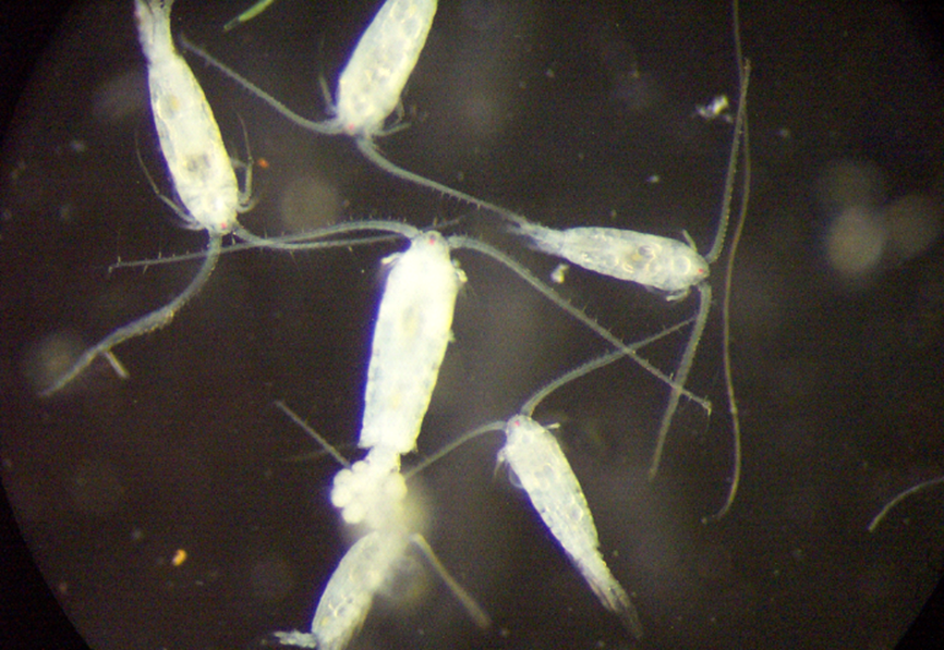 Eudiaptomus gracilis G.O. Sars (Crustacea, Copepoda, Calanoida) a Balatonból (fotó: ELKH BLKI)