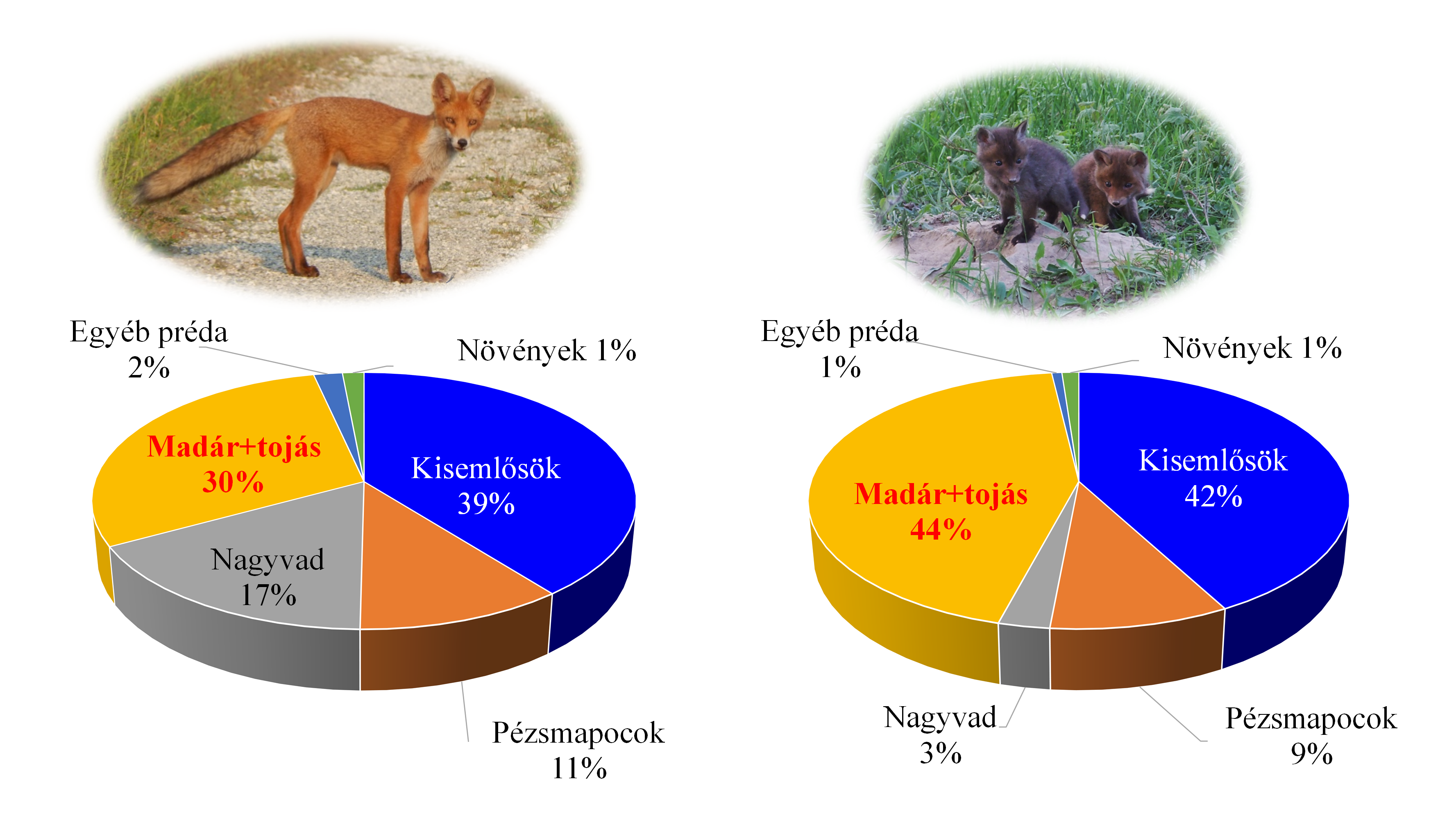 Adult és kölyök rókák táplálék-összetétele a Kis-Balatonon (B%)