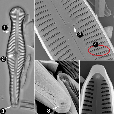 Scanning electron micrograph of a valve of Gomphonema (kép forrása: https://diatoms.org/genera/gomphonema