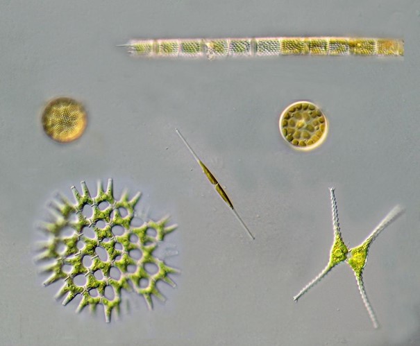 Mikroszkopikus algák a Balatonban