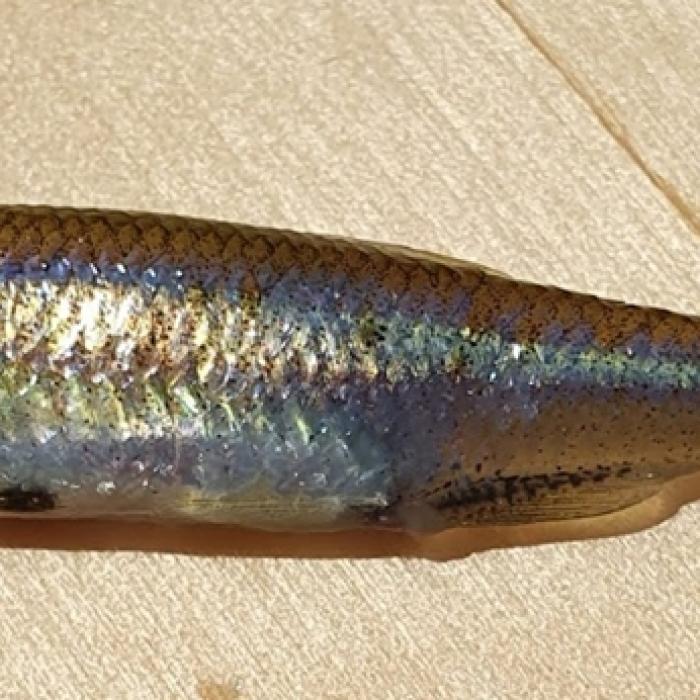 kurta baing (Leucaspius delineatus)