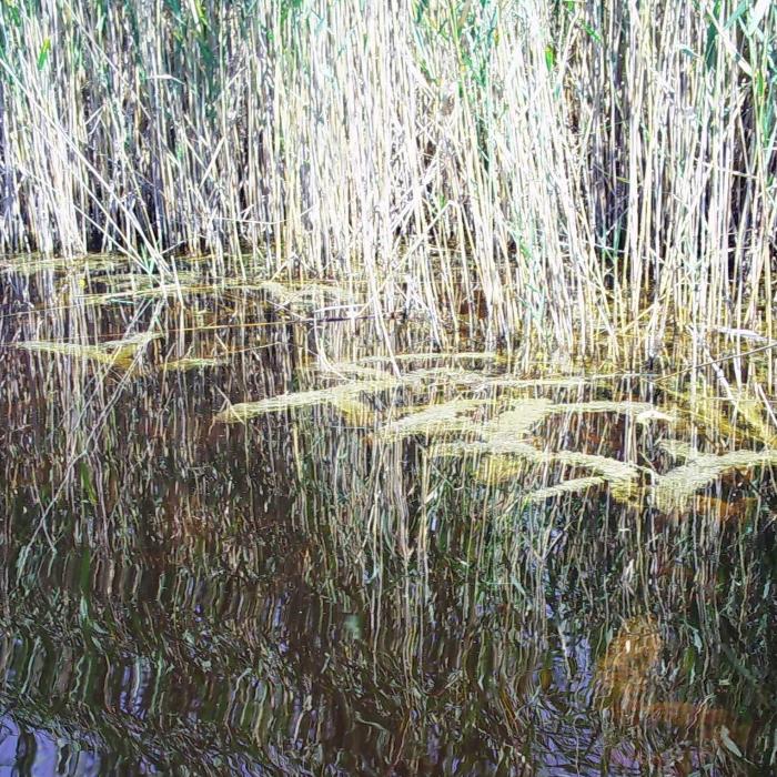 Fertő-tó, Utricularia